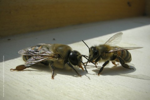 κηφήνας κοινωνία μέλισσας εργάτρια βασίλισσα στιβακτάκης μελισσοκόμος 