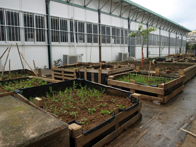 Ζιζάνια, φυσική καλλιέργεια, πανεπιστήμιο κρήτης βούτες 